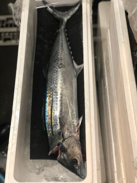 庄内おばこサワラ 2-2.5kg 山形産【おばこ鰆2Kx1】冷蔵