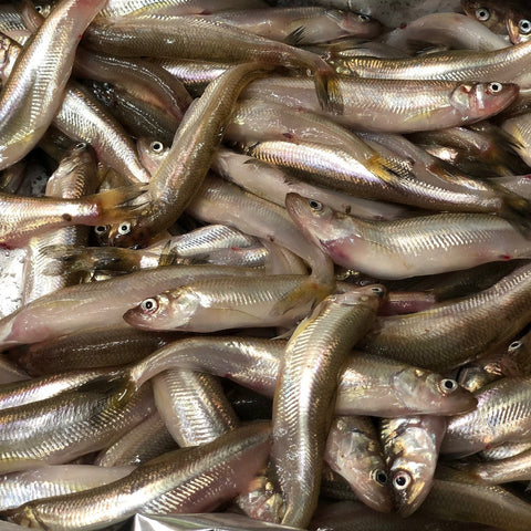 北海道 生シシャモ 厚岸産 オス/メス混合 柳葉魚【生ししゃも500g】冷蔵 豊洲直送
