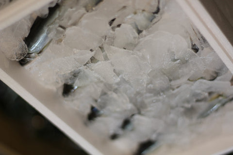 稚鮎 和歌山・愛知他 養殖 豊洲直送 10本 チアユ【チアユ10本】 冷蔵