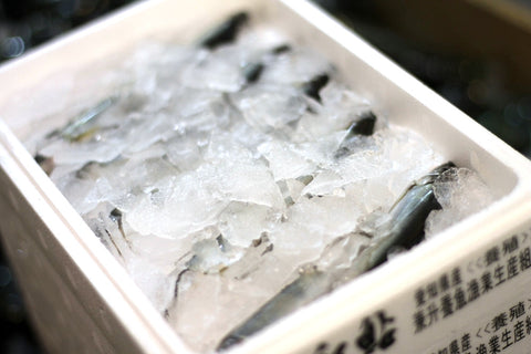 稚鮎 和歌山・愛知他 養殖 豊洲直送 10本 チアユ【チアユ10本】 冷蔵