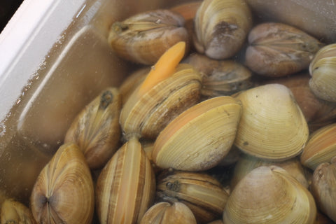 生 あおやぎ貝 バカガイ ばか貝 バカ貝 青柳 1kg 愛知産 他 豊洲直送 高級貝類 馬鹿貝（1個50-100g、約10-18個）【アオヤギ1kg】 冷蔵