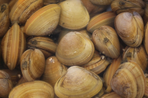 生 あおやぎ貝 バカガイ ばか貝 バカ貝 青柳 1kg 愛知産 他 豊洲直送 高級貝類 馬鹿貝（1個50-100g、約10-18個）【アオヤギ1kg】 冷蔵