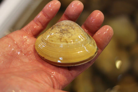 生 あおやぎ貝 バカガイ ばか貝 バカ貝 青柳 愛知産 他 豊洲直送 高級貝類 馬鹿貝(1個50-100g) 冷蔵