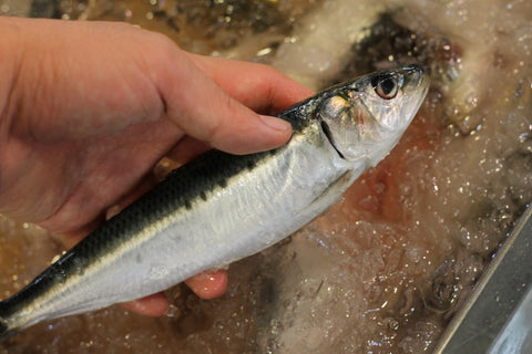 大羽イワシ 鰯 いわし 北海道 境港 銚子 岩手 大阪産 他 豊洲直送 約140-150g/尾x5尾 【脂イワシ5尾】 冷蔵