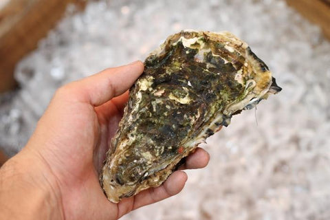 生 殻付きカキ 真牡蠣 三陸産 特大サイズ20個入り(1個/200~250g) 豊洲直送【三陸牡蠣20x20個】 冷蔵