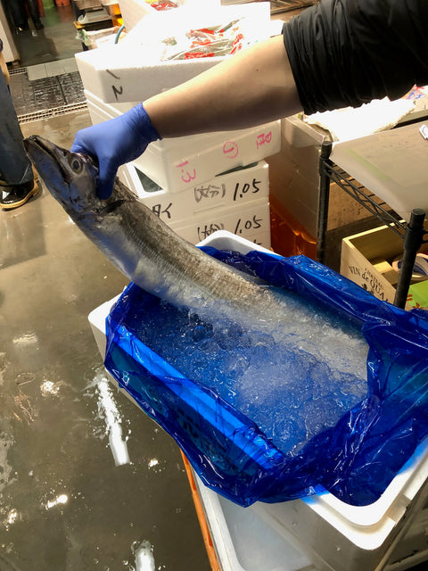 生 天然 太刀魚 特大タチウオ 丸一本 ドラゴン 和歌山/九州産 他 1尾2kgサイズ【太刀魚2K】冷蔵 豊洲直送
