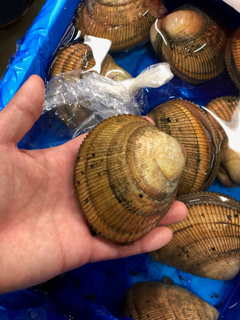 特大トリ貝 1個辺り150-200gサイズ 京都産養殖 鳥貝【養殖特大とり貝 x1個】冷蔵 豊洲市場