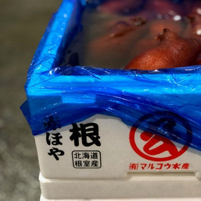 天然赤ホヤ 北海道根室産 中サイズ 5個【赤海鞘x5個】冷蔵 豊洲直送