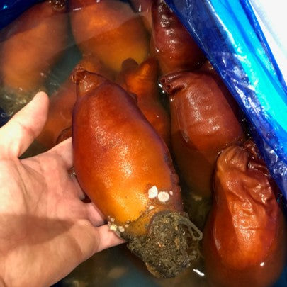 天然赤ホヤ 北海道根室産 中サイズ 5個【赤海鞘x5個】冷蔵 豊洲直送