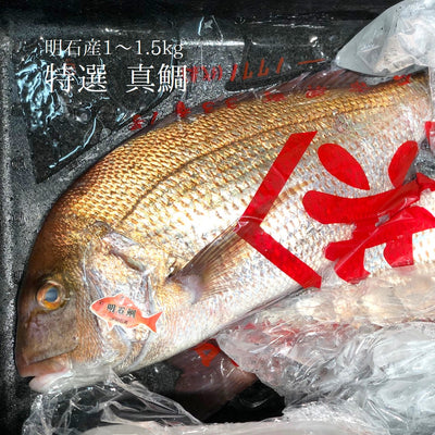 特選 天然真鯛 明石産 1尾0.8kg-1.8kgサイズ 【明石マダイ】冷蔵 豊洲直送