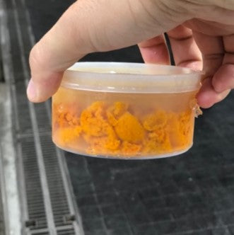 北海道利尻産 特選赤ウニ 塩水エゾバフンウニ 100g 【利尻 塩水 赤雲丹x1】冷蔵 豊洲直送