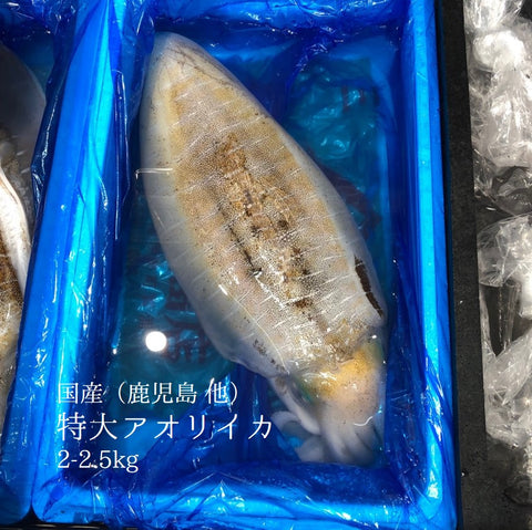 特大 アオリイカ 1杯2-2.5kgサイズ 鹿児島県 他【特大アオリ2K】冷蔵 豊洲直送 障泥烏賊