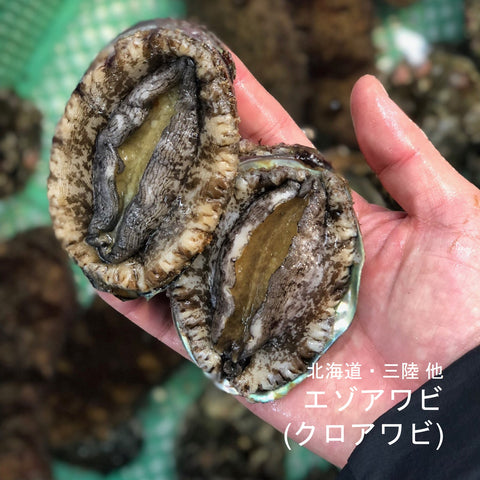 活 クロアワビ / エゾアワビ 北海道 / 三陸 / 三重産 他 小/中サイズ 2個入(1個約100-130g)黒アワビ【蝦夷鮑100-130g x2個】冷蔵 豊洲直送