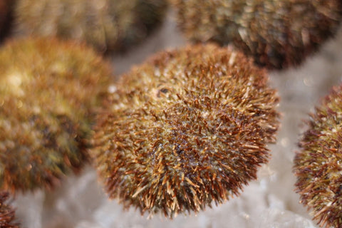 殻付きバフンウニ 北海道噴火湾・浜中産 豊洲直送 10個 生ウニ 鮮魚【バフンウニx 10個】冷蔵