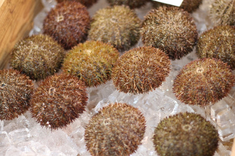 殻付きバフンウニ 北海道噴火湾・浜中産 豊洲直送 10個 生ウニ 鮮魚【バフンウニx 10個】冷蔵