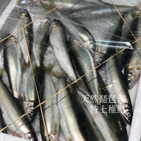 天然特上 稚鮎 琵琶湖 大サイズ (15-20尾入）約500g 【琵琶湖チアユ（大）x1】冷蔵 豊洲直送