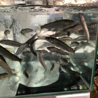活 稚鮎 千葉産 養殖チアユ 8本【活チアユx8本】豊洲市場 当日到着のみ対応