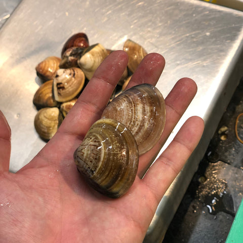 畜養はまぐり 小サイズ (1個30gサイズ)ハマグリ 蛤【畜養ハマグリ(30g)】冷蔵