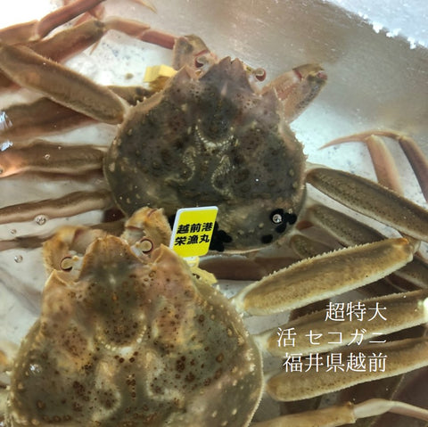活セコガニ 超特大 香箱ガニ 福井県 / 島根県 / 兵庫県 松葉ガニ / 越前ガニ 2杯(1杯250-300g前後)【活 超特大セイコガニx2杯】冷蔵 豊洲直送