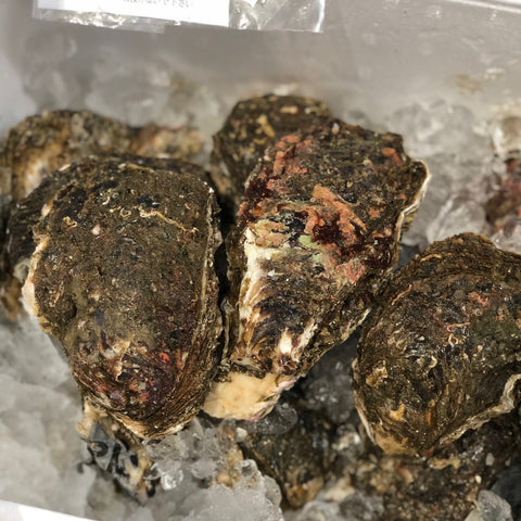 天然岩牡蠣 鹿島・銚子産 5個入 中サイズ(1個200-300g)【鹿島岩ガキ中x5個】冷蔵 豊洲直送