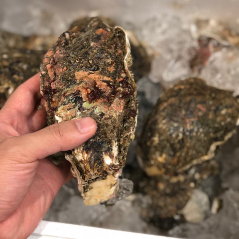天然岩牡蠣 鹿島・銚子産 5個入 中サイズ(1個200-300g)【鹿島岩ガキ中x5個】冷蔵 豊洲直送