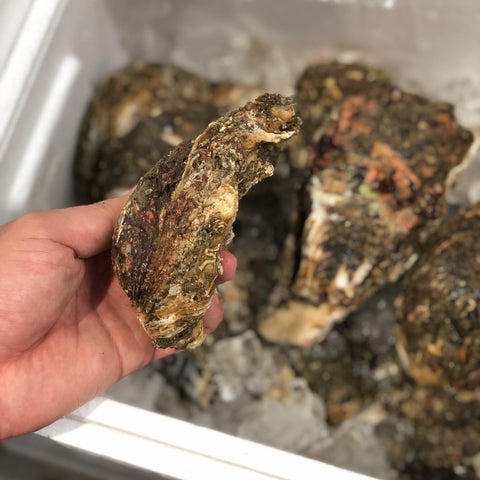 天然岩牡蠣 鹿島・銚子産 5個入 中サイズ(1個200-300g)【鹿島岩ガキ中x5個】冷蔵 豊洲直送