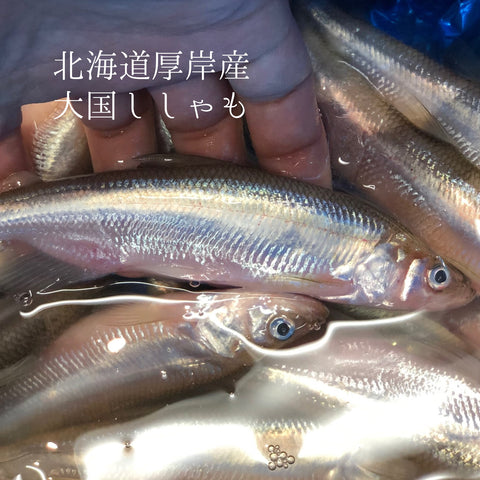 大国ししゃも オス 北海道厚岸産 500g 特上鮮魚【大国シシャモ雄ｘ500g】冷蔵 豊洲直送