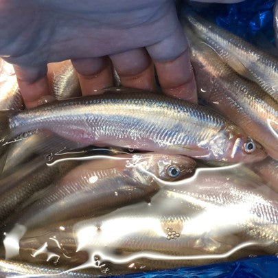 大国ししゃも オス 北海道厚岸産 500g 特上鮮魚【大国シシャモ雄x500g】冷蔵 豊洲直送
