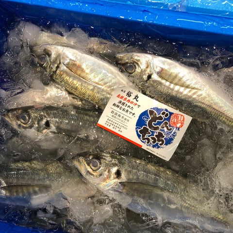 生 特選アジ どんちっち 島根県 鮮魚 5尾入（1尾130-180gサイズ）【どんちっち130-180gｘ5尾】冷蔵 豊洲直送