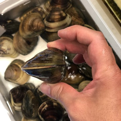 天然 江戸前 ハマグリ 最高級 蛤 東京湾 三番瀬 葛西 他 豊洲直送 1キロ(1個約70-120g)【江戸前はまぐり1K】冷蔵