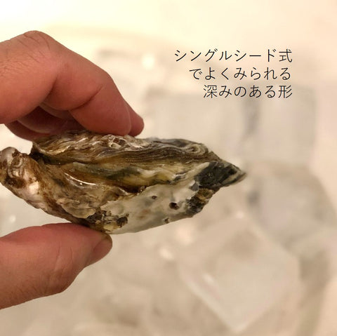 江戸前オイスター 真牡蠣 殻付き牡蠣 生食用カキ 千葉富津産(50-80g/1個) 10個 豊洲直送 かき カキ 【江戸前牡蠣x10個】 冷蔵