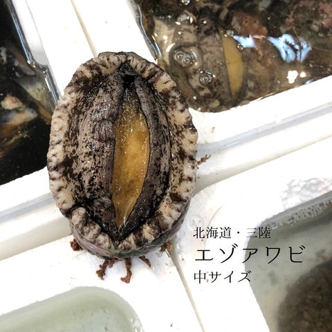 活 エゾアワビ 北海道 / 三陸産 中サイズ 2個入(1個約130-150g)【蝦夷鮑 中 x2個】冷蔵 豊洲直送