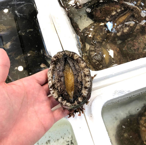 活 エゾアワビ 北海道 / 三陸産 中サイズ 2個入(1個約130-150g)【蝦夷鮑 中 x2個】冷蔵 豊洲直送