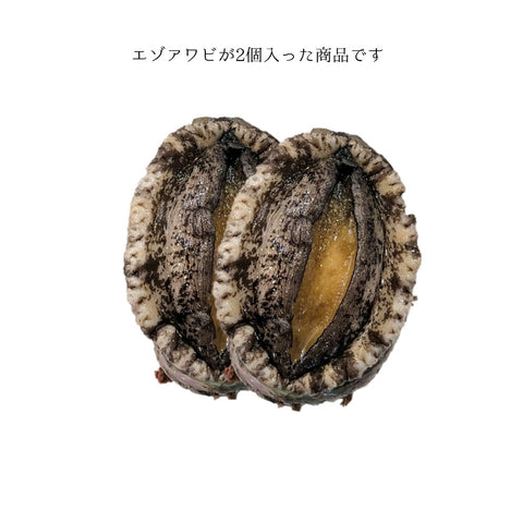活 エゾアワビ 北海道 / 三陸産 中サイズ 2個入(1個約130-150g)【蝦夷鮑 中 x2個】冷蔵 豊洲直送