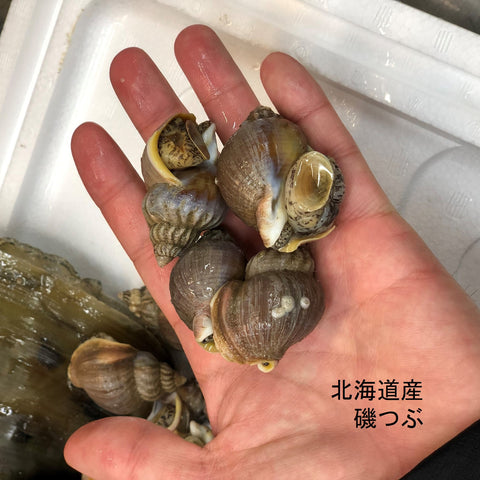 特選 春の貝類セット(5種:ハマグリ500g・アサリ500g・国産赤貝3個・平貝1個・バイ貝500g)計2キロ以上 国産貝類セット 豊洲の目利き厳選【春の高級貝セット】冷蔵 豊洲直送