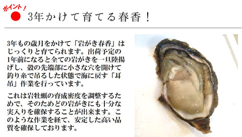 岩牡蠣 春香 殻付き牡蠣 生食用カキ 島根県隠岐の島産 Sサイズ 10個【豊洲直送】 冷蔵 かき 岩かき はるか【春香10個】 冷蔵