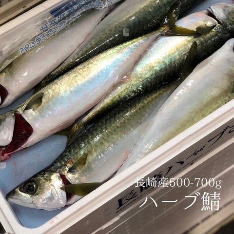 ハーブサバ 長崎産 養殖 500-700gサイズ1尾【ハーブ鯖x1】冷蔵 豊洲直送