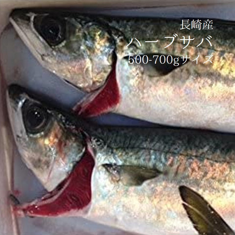 ハーブサバ 長崎産 養殖 500-700gサイズ1尾【ハーブ鯖x1】冷蔵 豊洲直送