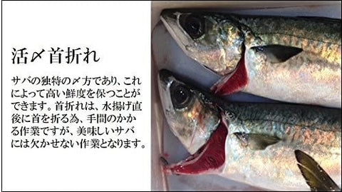 ハーブサバ 長崎産 養殖 500-700gサイズ1尾【ハーブ鯖x1】冷蔵 豊洲直送