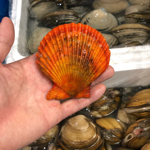 ヒオウギガイ 10枚(1枚50-100g前後)桧扇貝 緋扇貝 虹色貝 愛媛/大分/愛知 等【ヒオウギ貝x10枚】冷蔵 豊洲直送