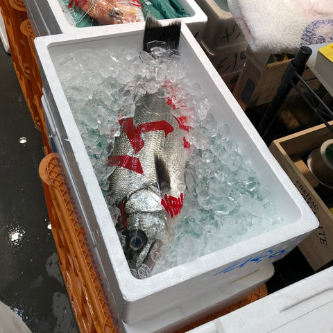ヒラスズキ 平鱸 国産(三重・千葉 他)1尾1.5-2kg【ヒラスズキ1.5-2kg】冷蔵