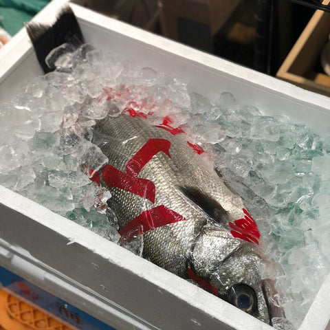 ヒラスズキ 平鱸 国産(三重・千葉 他)1尾1.5-2kg【ヒラスズキ1.5-2kg】冷蔵