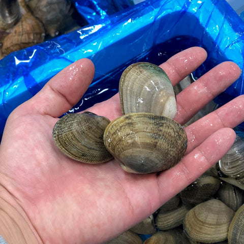 北海アサリ 1kg 北海道根室・厚岸産 特大サイズ（1個20-30g前後）【北海アサリ1K】冷蔵 豊洲直送