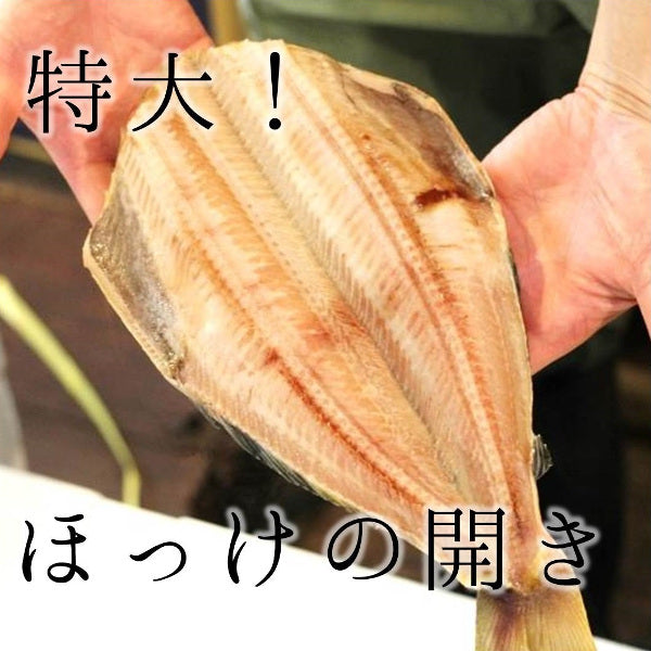 –　干物　【特大ホッケ】　冷凍　開き　1枚（約500g）　特大サイズ　ほっけ　豊洲おかわり鮮魚店