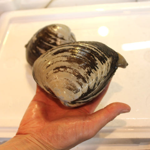活けホッキ貝 北海道産 計1kg(約500g/個x2) 豊洲直送 高級貝類 北寄貝 ウバガイ【ホッキ貝1K(2個)】 冷蔵