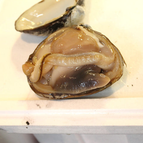 活けホッキ貝 北海道産 計1kg（約500g/個x2） 豊洲直送 高級貝類 北寄貝 ウバガイ【ホッキ貝１K（2個）】 冷蔵