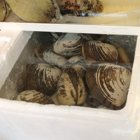活けホッキ貝 北海道産 計1kg(約500g/個x2) 豊洲直送 高級貝類 北寄貝 ウバガイ【ホッキ貝1K(2個)】 冷蔵