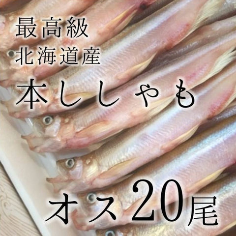 本ししゃも オス 特大20尾 北海道産鵡川 広尾 等【本シシャモオス特大20尾】冷凍 豊洲直送