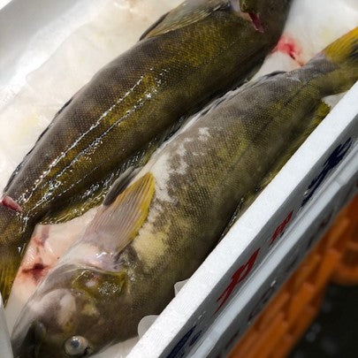 活〆アイナメ 鮎並 岩手県 他 1キロサイズ1尾【活〆鮎魚女1Kx1】冷蔵 豊洲市場