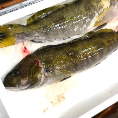 活〆アイナメ 鮎並 岩手県 他 1キロサイズ1尾【活〆鮎魚女1Kx1】冷蔵 豊洲市場